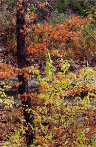 River Thru Trees